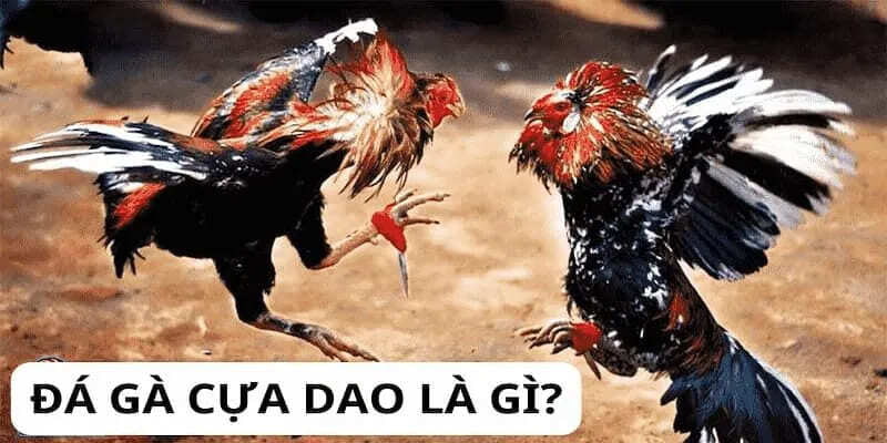 Đá gà cựa dao là gì và vì sao thu hút người chơi?